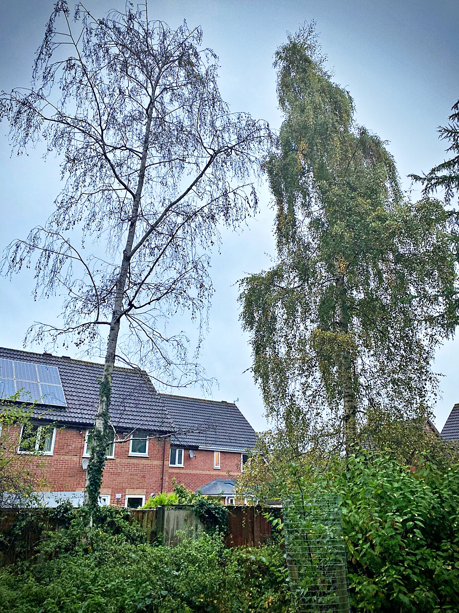 The dead Silver Birch tree before its removal