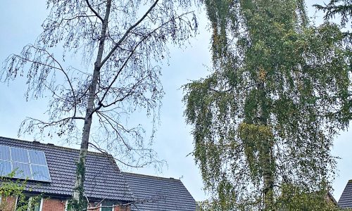 The dead Silver Birch tree before its removal