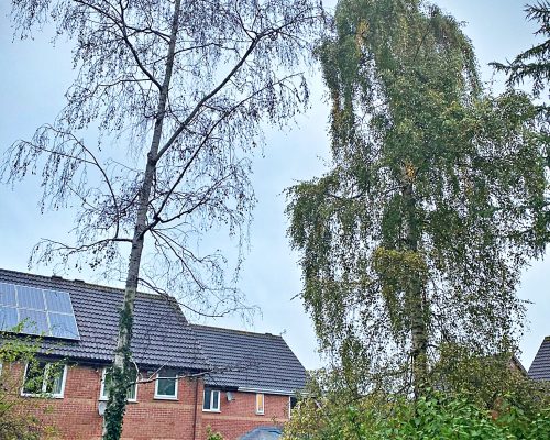 The dead Silver Birch tree before its removal