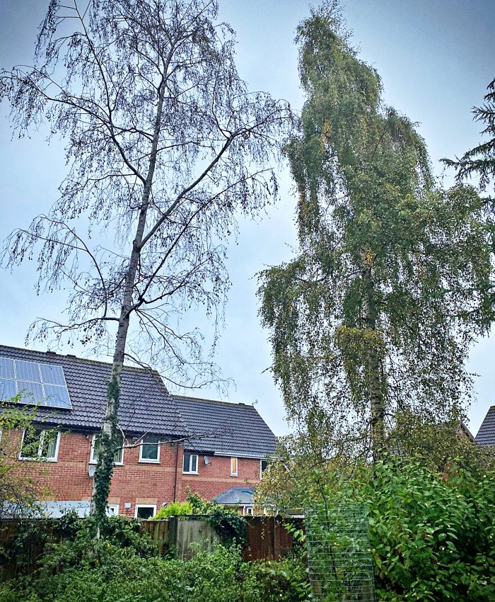 The dead Silver Birch tree before its removal